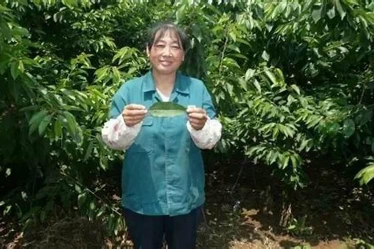 腐植肥是什么样的肥料？