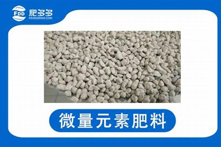 杏树叶子卷叶是怎么回事