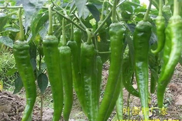 磷酸二氢钾用来根施好还是做叶面肥好？火龙果