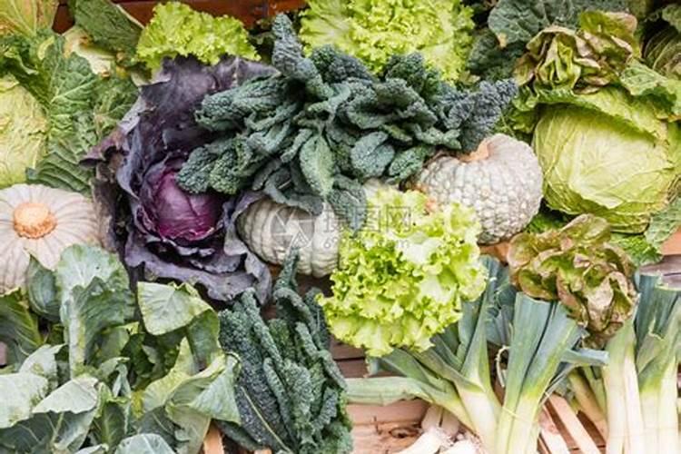种玉米需要什么肥料最好