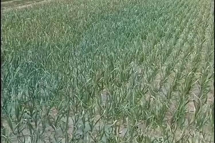 大蒜专用肥的使用方法