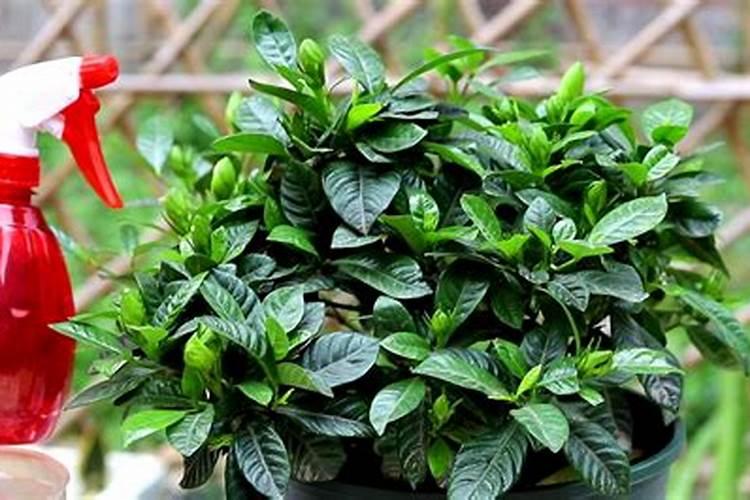 给月季和栀子花咋样施磷酸二氢钾肥