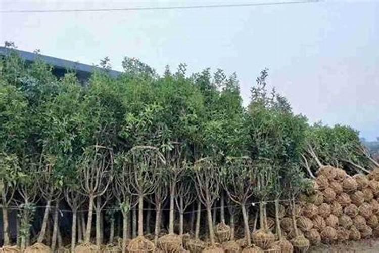 尿素什么季节用