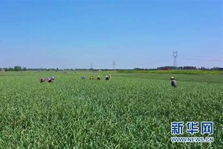 大蒜专用肥料