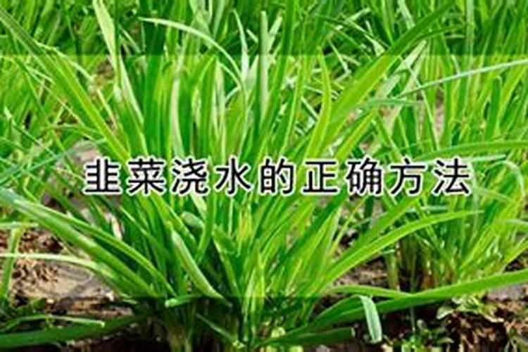 韭菜如何施肥浇水