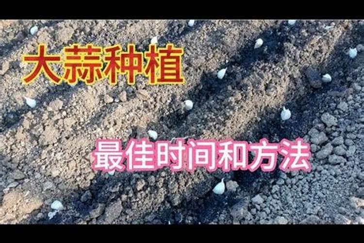 种植大蒜需要遵循哪些施肥原则呢 大蒜如何施肥