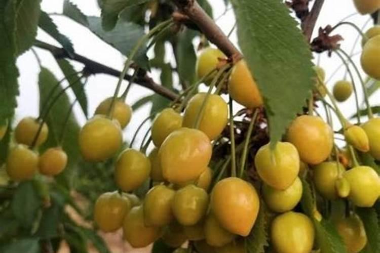 干旱可以给果树施肥吗
