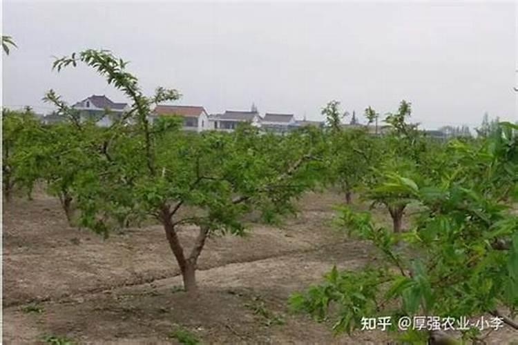 鱼鳞水浇花