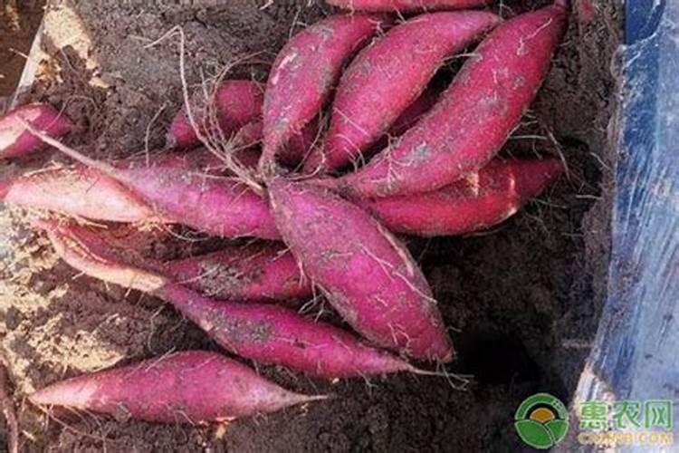 红薯用什么肥料才能高产？让红薯产量高的肥料推荐