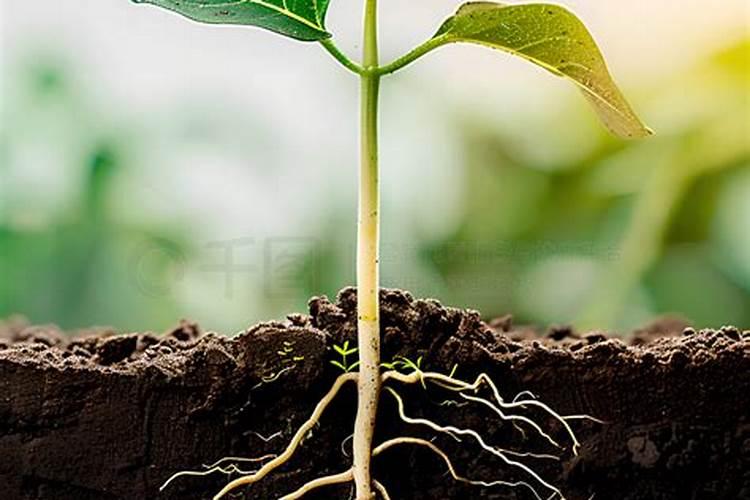 扦插小苗怎么施肥