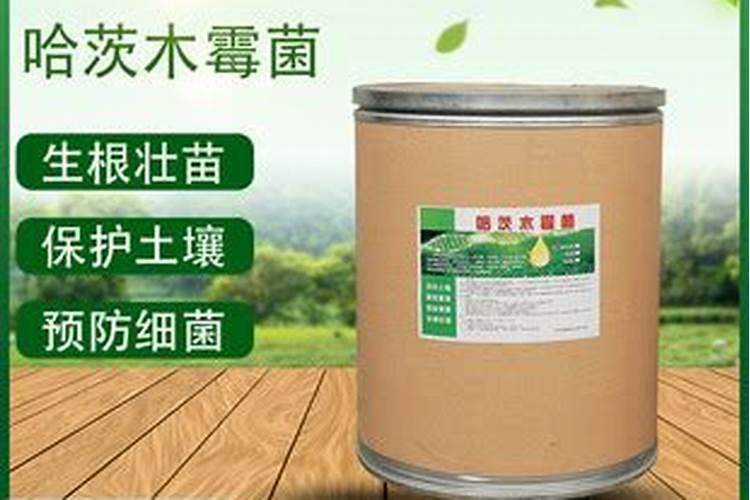 冬季大鹏黄瓜出现灰霉病怎样防治