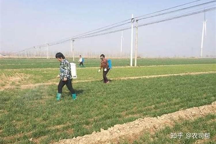 果实膨大需要什么肥料