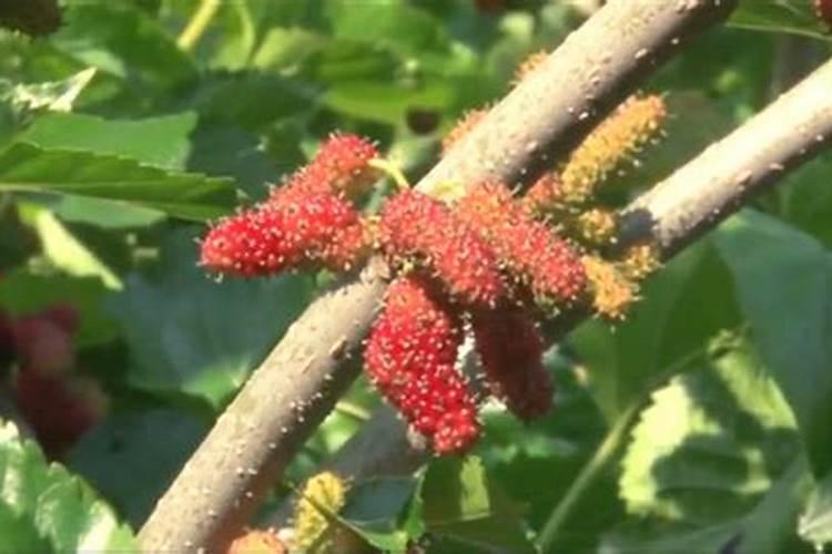 桑葚种植技术及高产要点