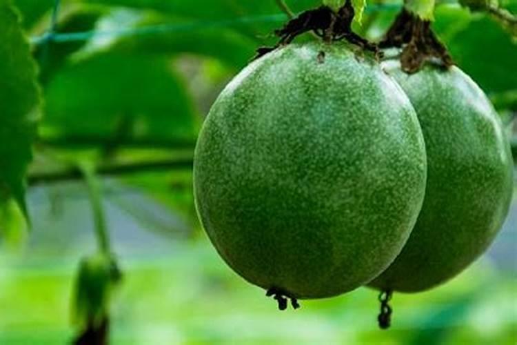 百香果青果未成熟掉果,出现这种情况是什么原因？