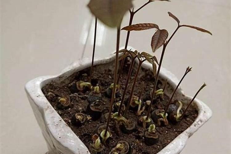 桂圆、荔枝皮做肥料可以吗
