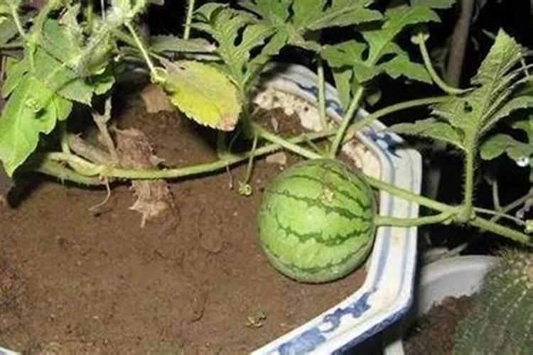 西瓜结果后多久施一次肥