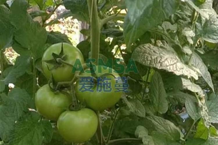 西红柿定植后几天打锌肥好？