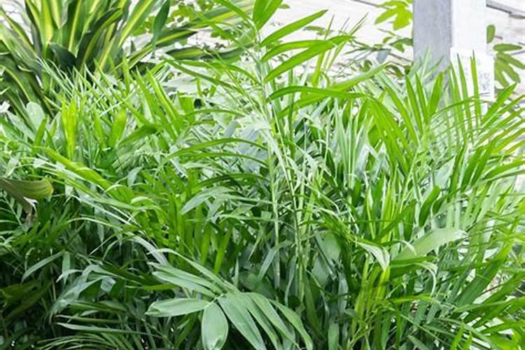 地瓜用什么肥料最好