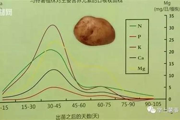 马铃薯肥料用量多少为宜 如何把握马铃薯肥料的用量