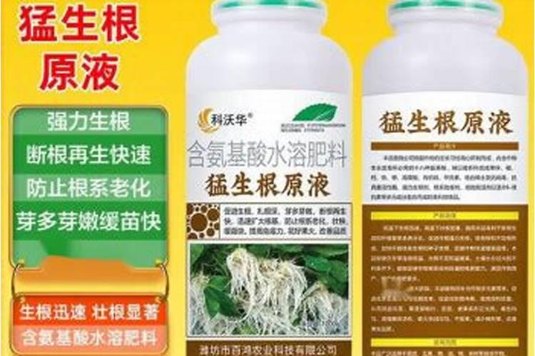 生根剂水溶肥叶面喷施效果会好吗