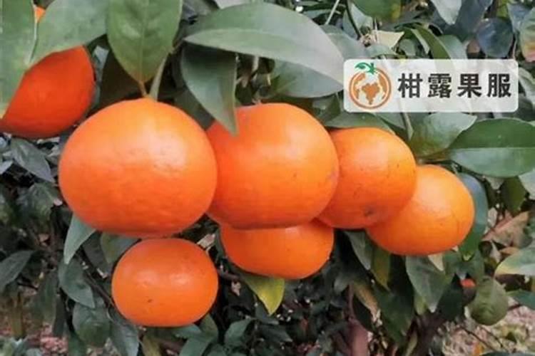 沃柑全年施肥时间表