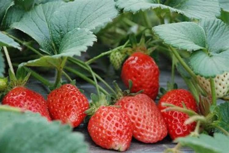 种植菲莱用什么肥料好？