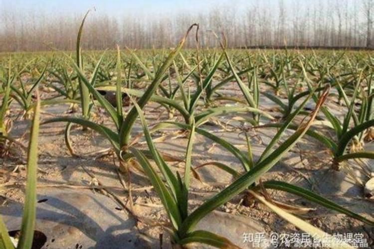 大蒜膨大期用什么肥料
