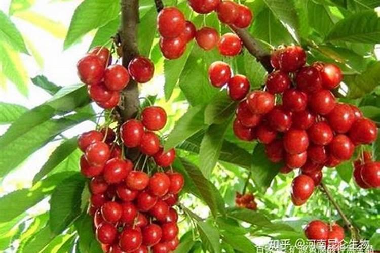 樱桃树苗刚种下去如何管理