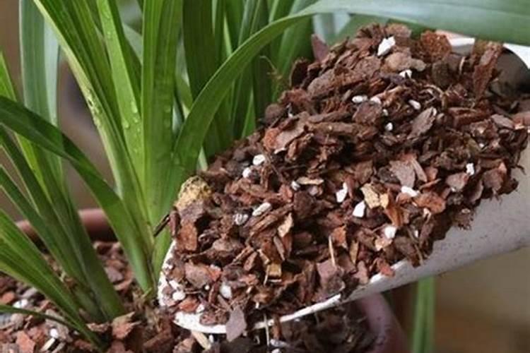 兰花什么时候施肥最好 兰花施肥用什么肥最好(氮磷钾肥)