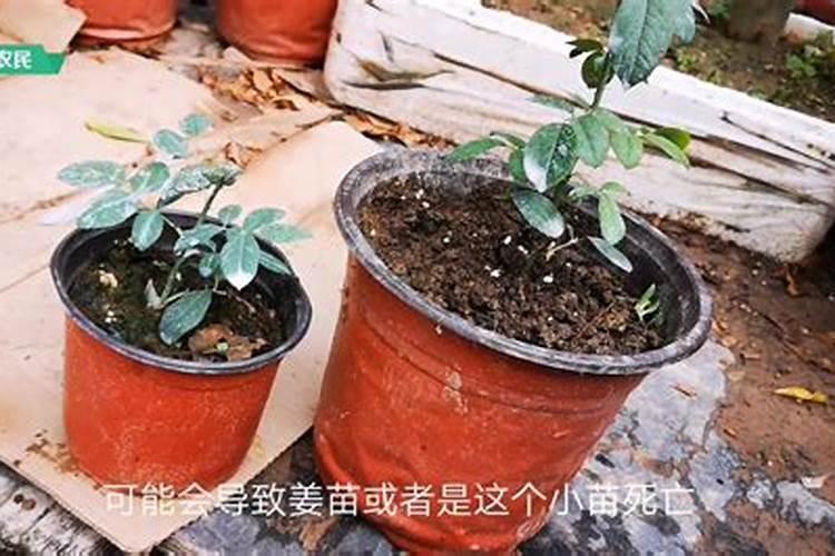 国内比较好水溶肥厂家有哪些