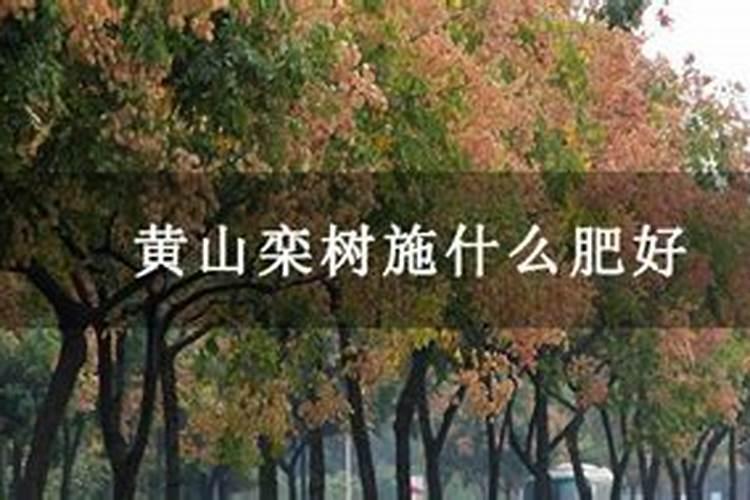 栾树施什么肥最好