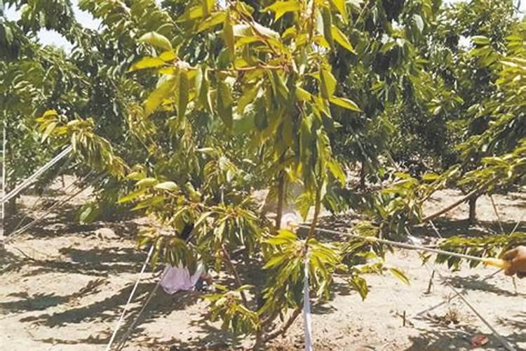 草木灰如何给果树施肥