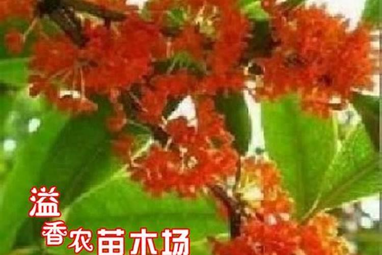 桂花树专用肥有哪些