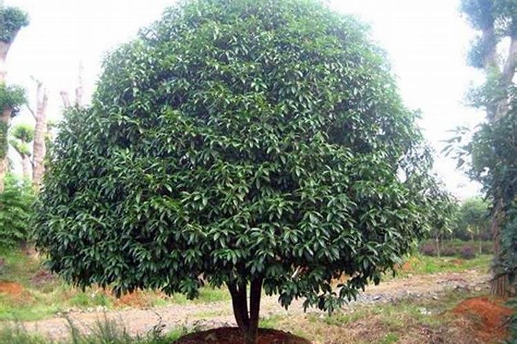 桂花树专用肥有哪些施肥注意事项