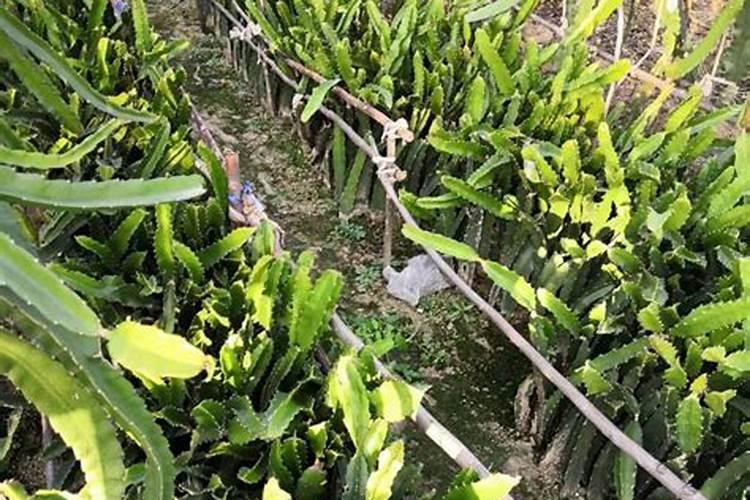 火龙果幼苗期怎样管理施肥