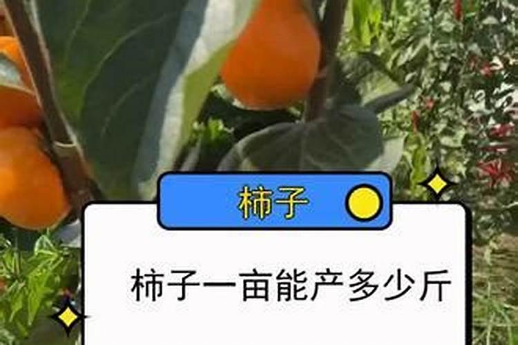 磷肥的主要成分