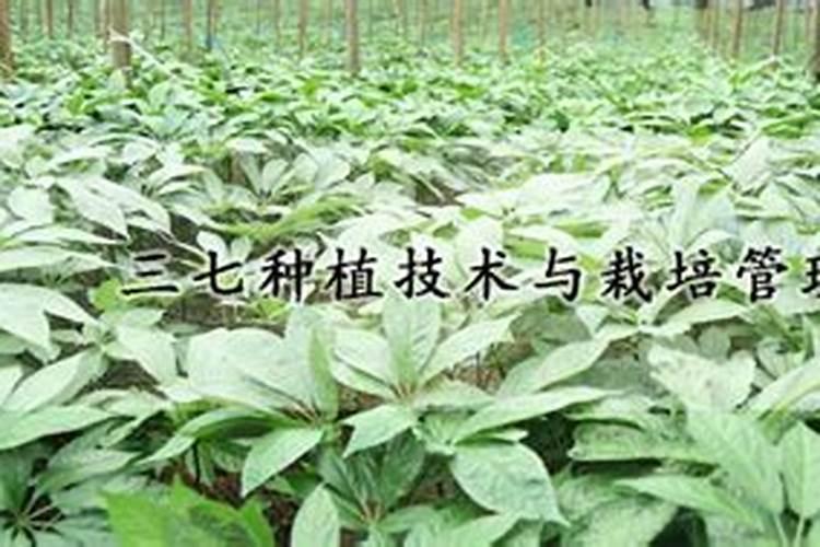 油麦菜种植方法和最佳时间