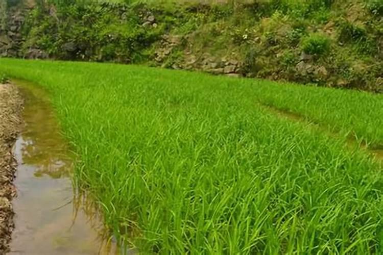 水稻高产栽培技术 水稻怎么养殖比较好