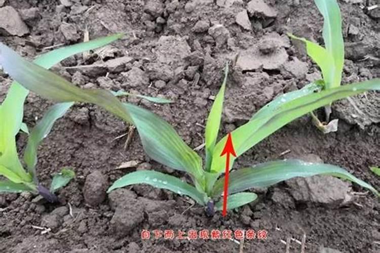 什么是玉米缺磷症？应该如何识别和预防玉米缺磷症？