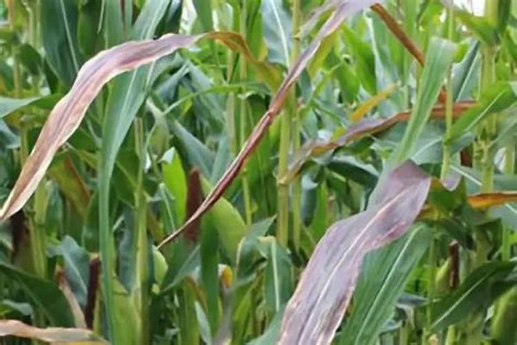 玉米脱肥什么表现 脱肥了怎么办