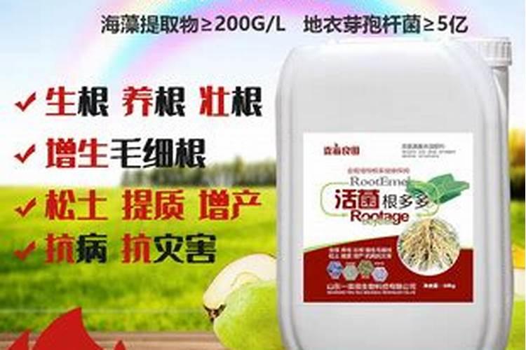 草莓旺长怎么办？用什么水溶肥好？