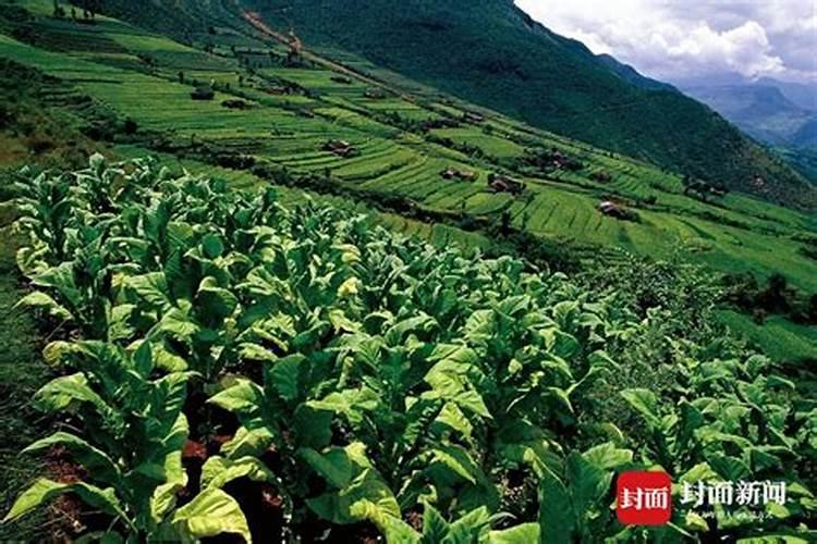 大棚辣椒栽培技术色素辣椒栽培技术