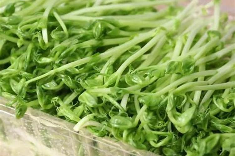 豌豆底肥放什么肥好(底肥施用方法)