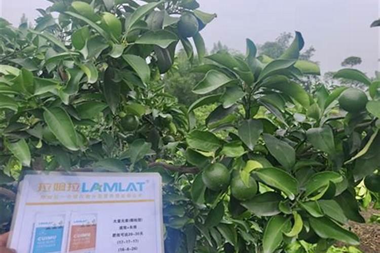 磷肥对哪些作物最好