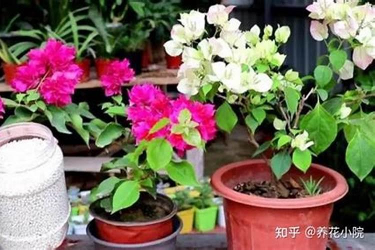 冬季三角梅怎么养开花多
