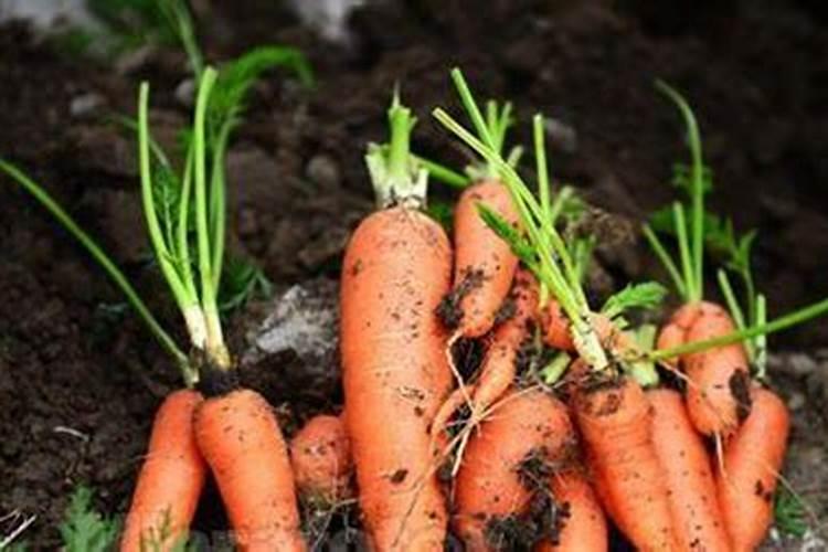 种萝卜用什么肥料好