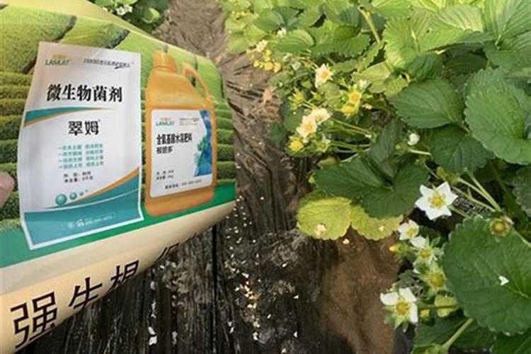 国内比较好水溶肥厂家有哪些