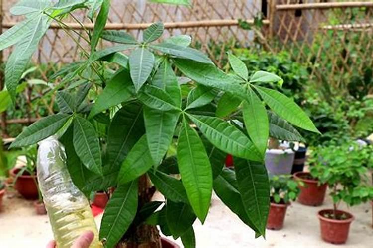 桂花树施肥用什么肥料