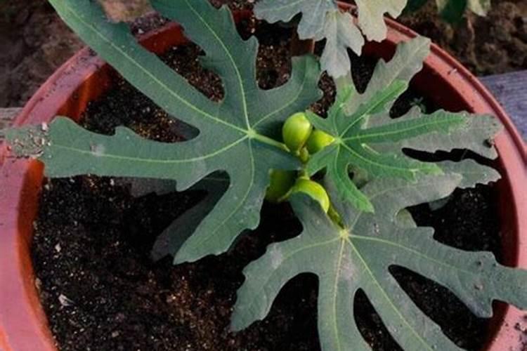 辣椒开花期打什么药