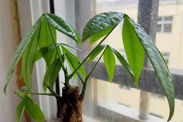 茉莉花叶子发黄是什么原因造成的(大量黄叶子是什么问题)